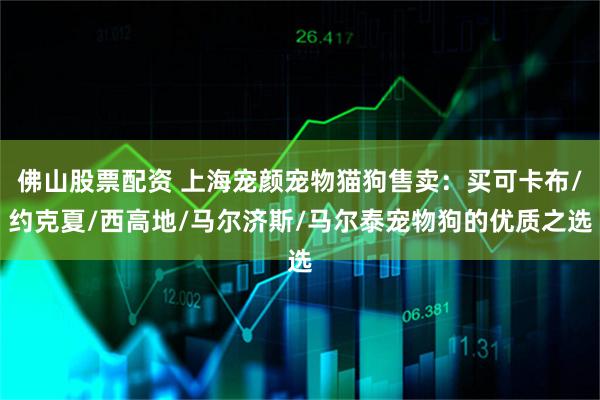 佛山股票配资 上海宠颜宠物猫狗售卖：买可卡布/约克夏/西高地/马尔济斯/马尔泰宠物狗的优质之选